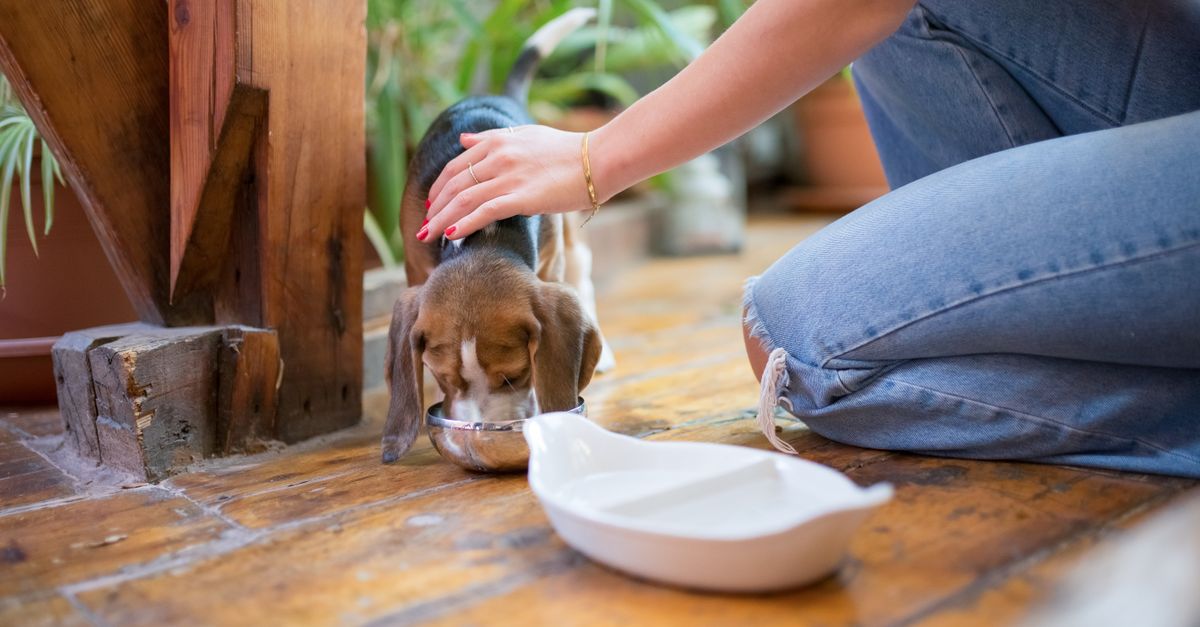 安心犬活 の特徴・口コミは？国産ヒューマングレード無添加フードを調べてみた