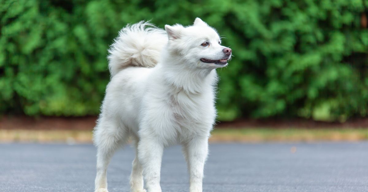毛艶のよい犬（イメージ）