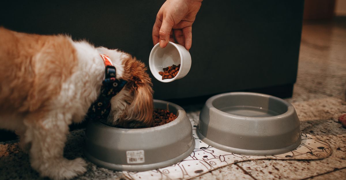 フードを食べる犬（イメージ）