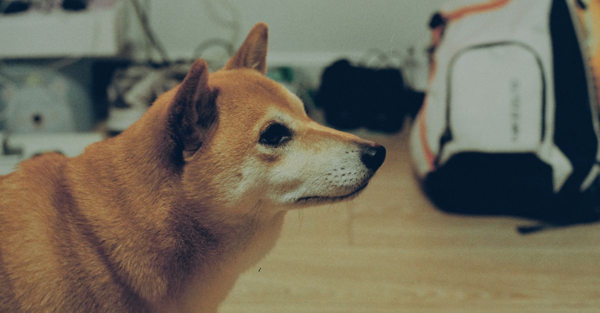 ヒューマングレードフードと犬（イメージ）