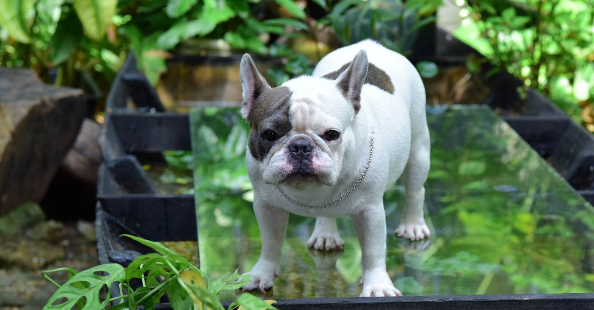 犬の肥満対策とフードの選び方｜適正体重の目安と管理のステップ
