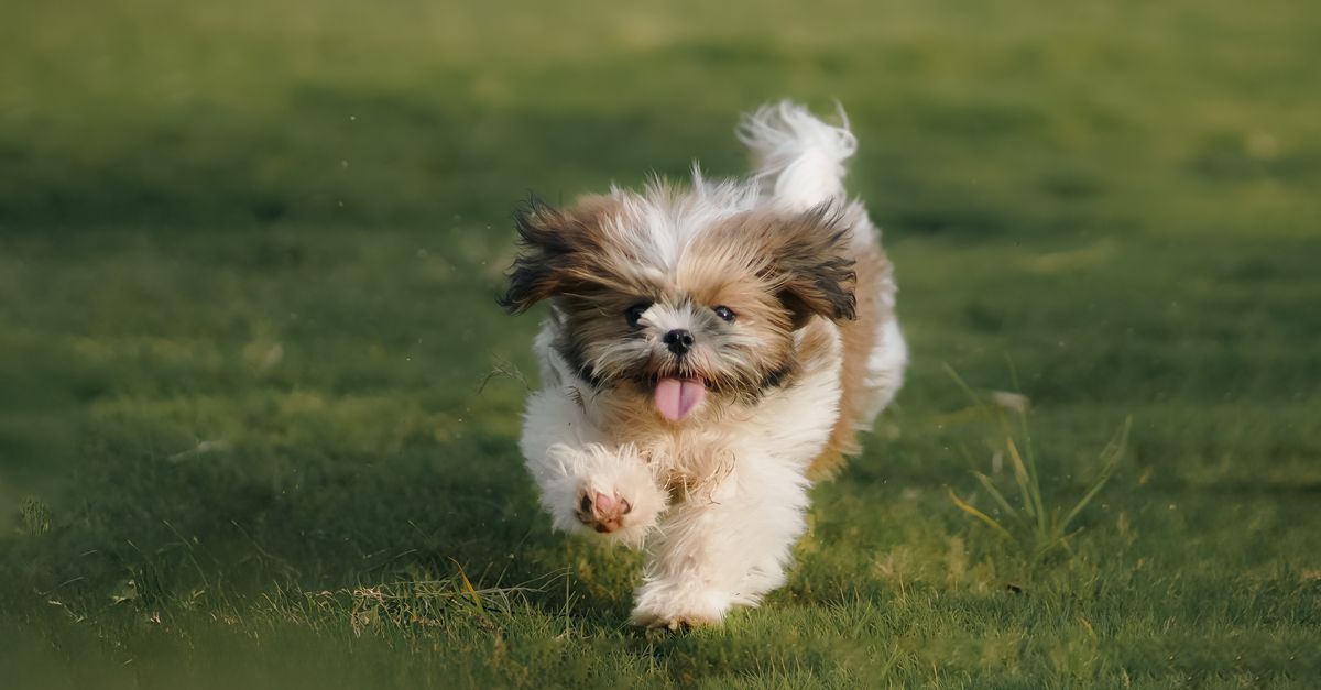 元気な小型犬（イメージ）