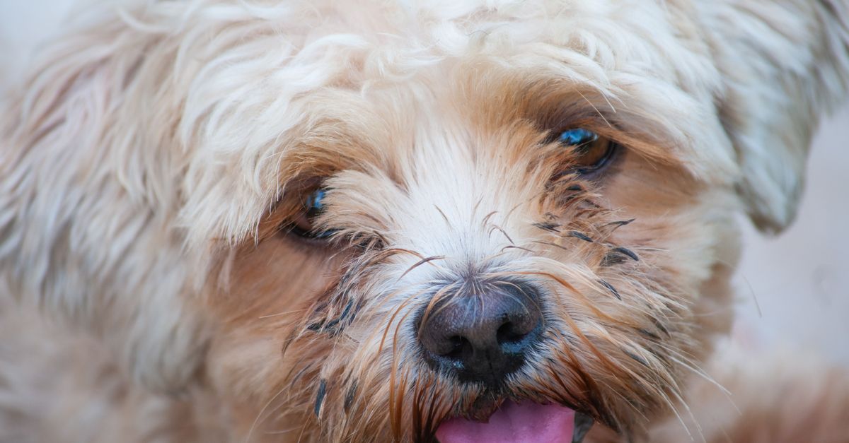 小型犬のフード（イメージ）