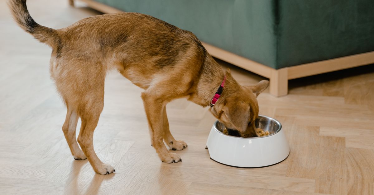 ミシュワン小型犬用のイメージ