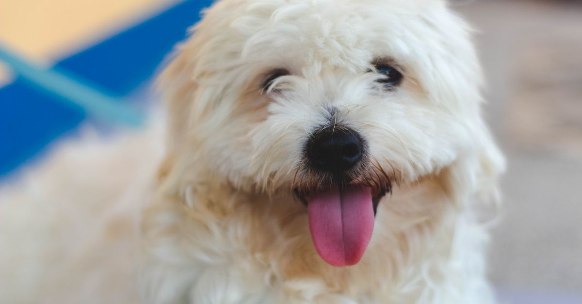 涙やけが気になる犬のフード選び｜見直したいポイントと注意点