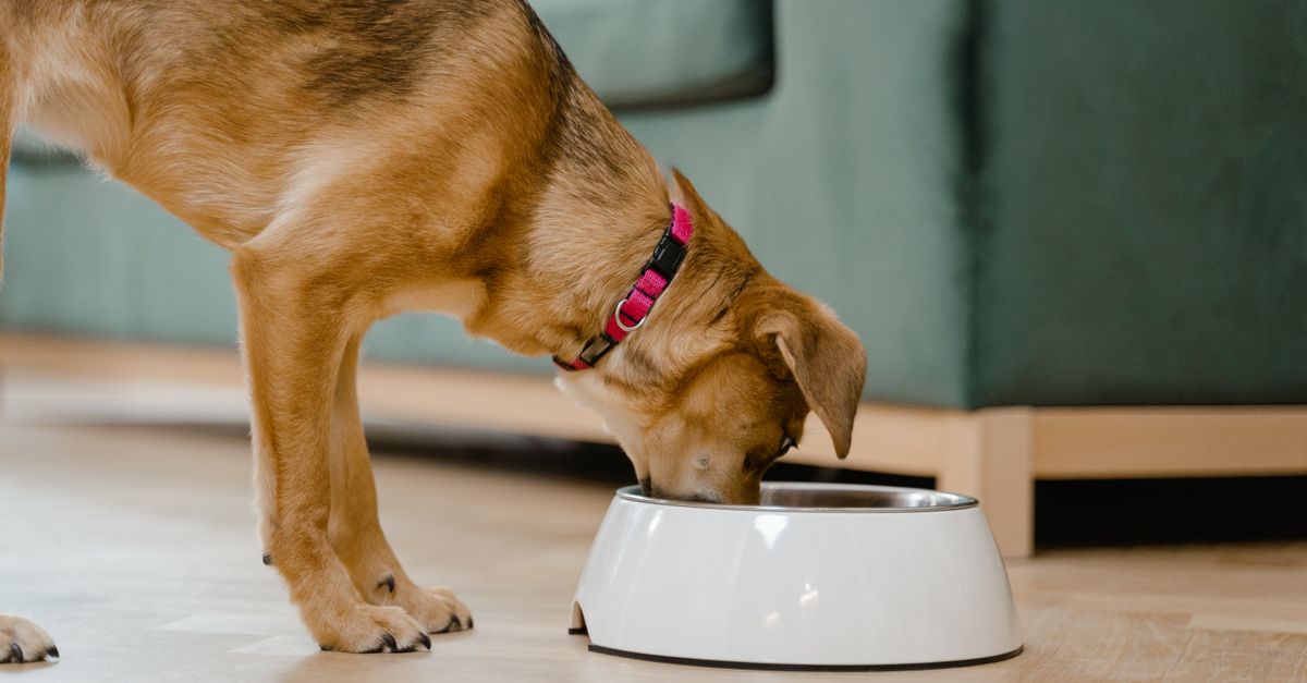 ドッグフードを見つめる子犬（イメージ）