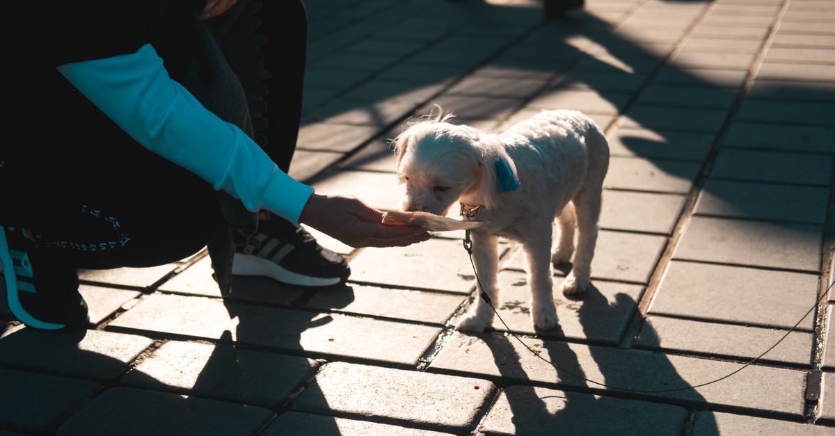 愛犬にごはんをあげる様子（イメージ）