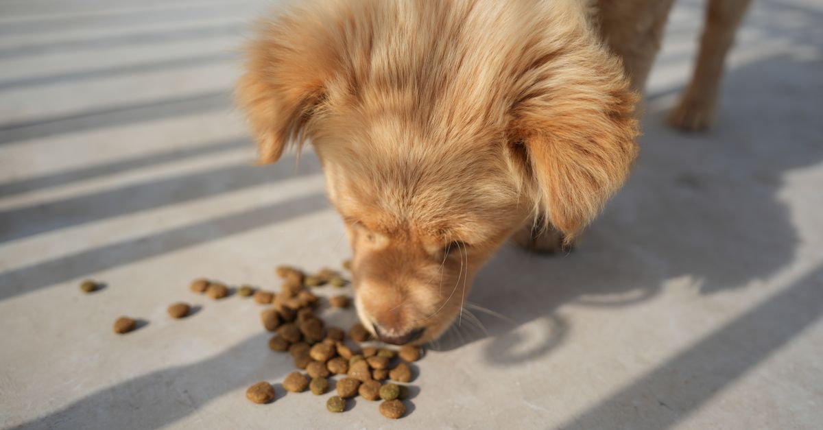 アレルギーが気になる犬のフード選び｜原材料の見方と除去食の考え方