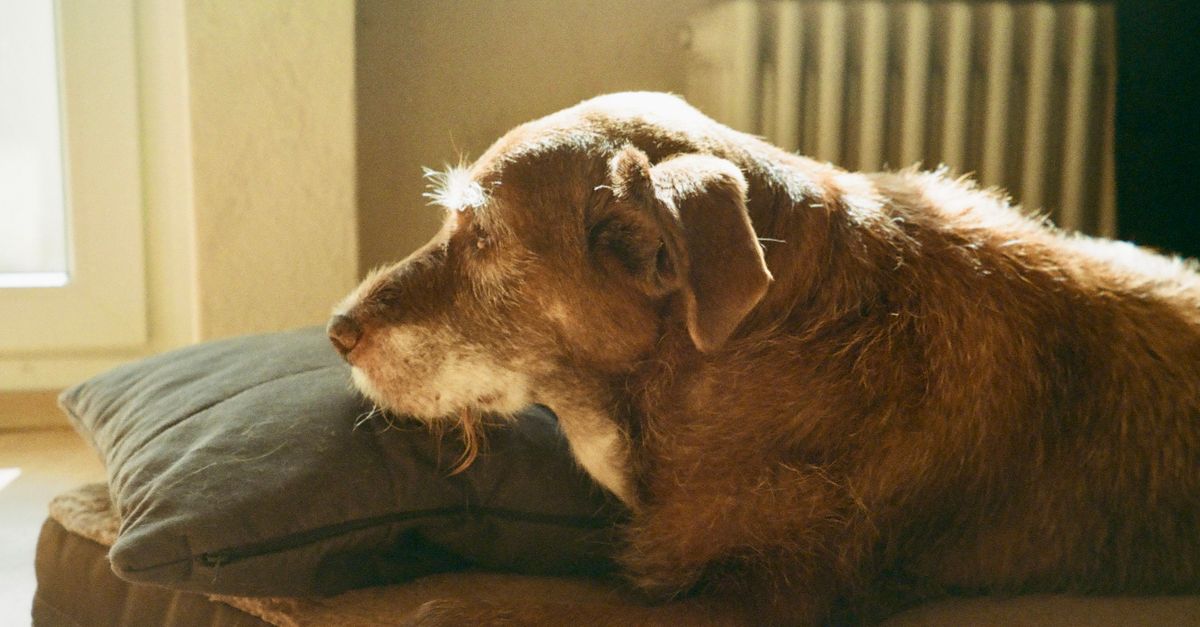 シニア犬のドッグフードの選び方｜年齢に合わせた切り替えの目安
