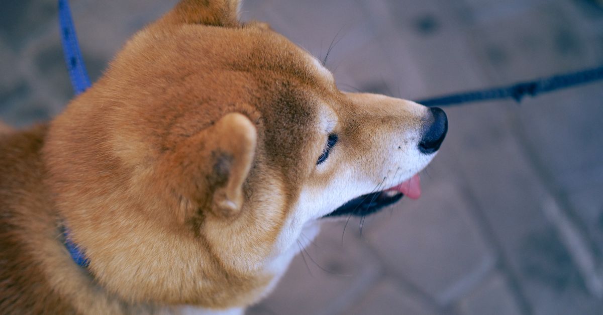 ドッグフードを前にした柴犬（イメージ）
